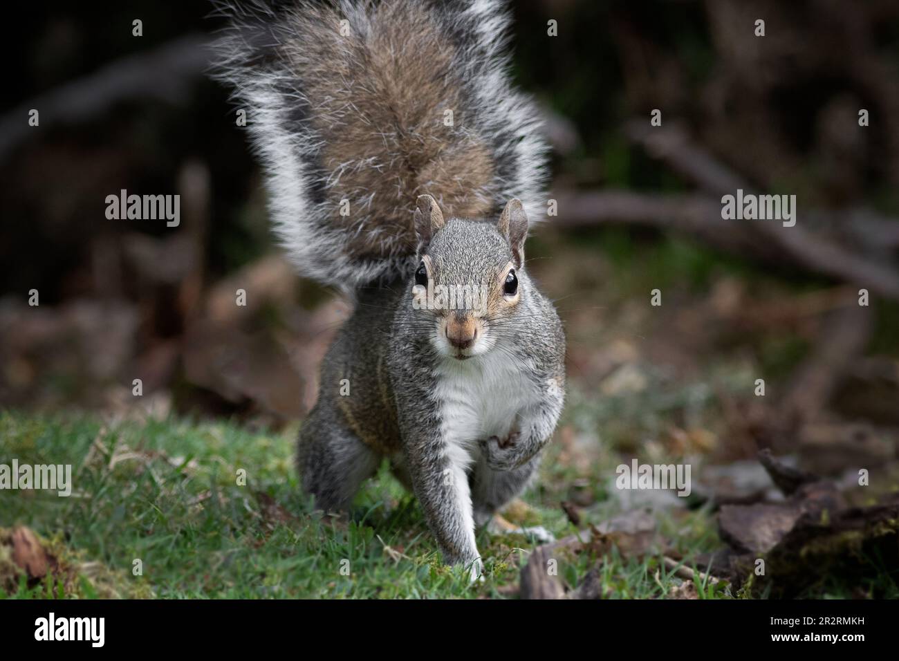 Primo piano di uno scoiattolo grigio con una gamba anteriore sollevata e guardando direttamente la telecamera Foto Stock