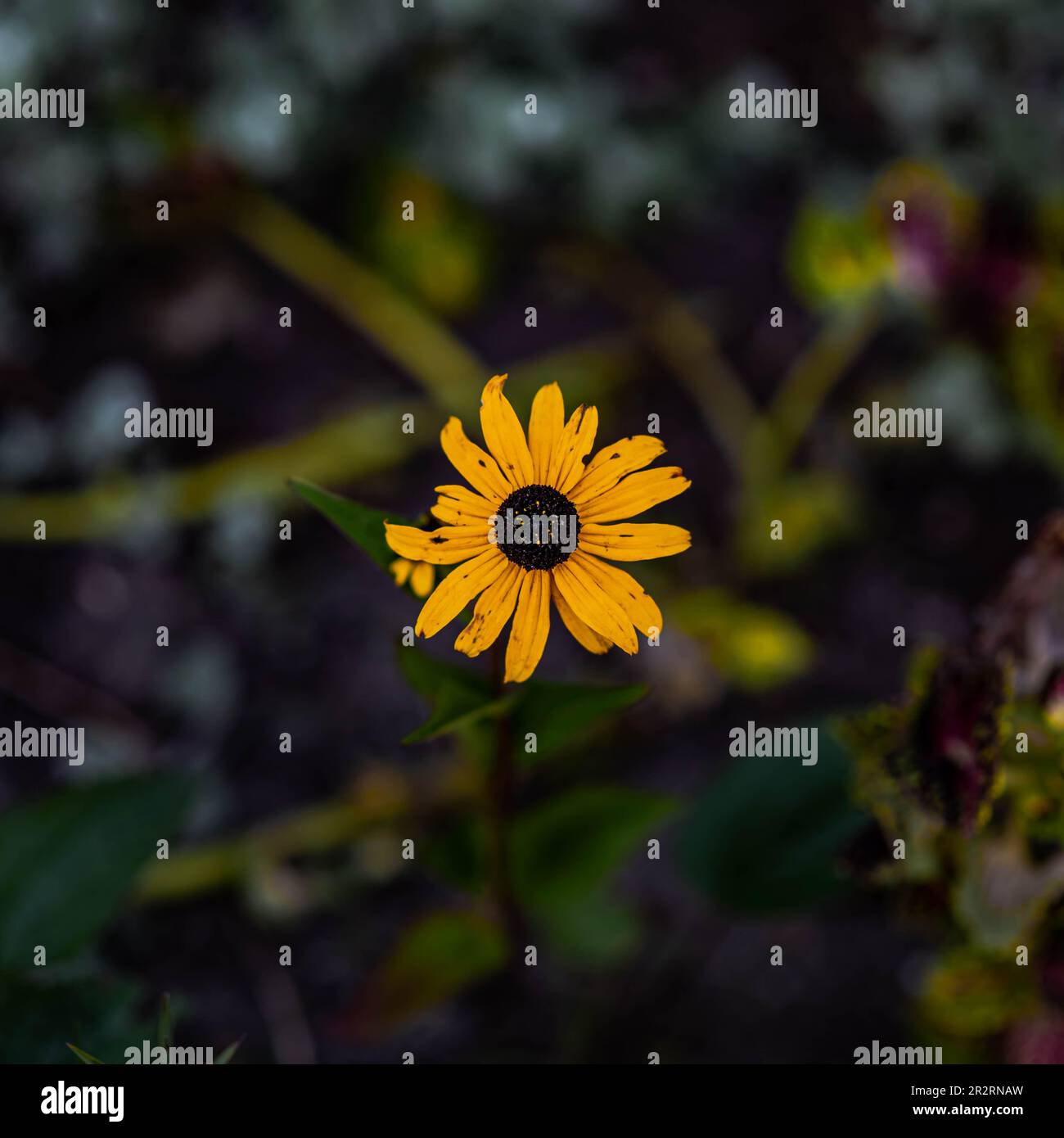 Fiore giallo Foto Stock