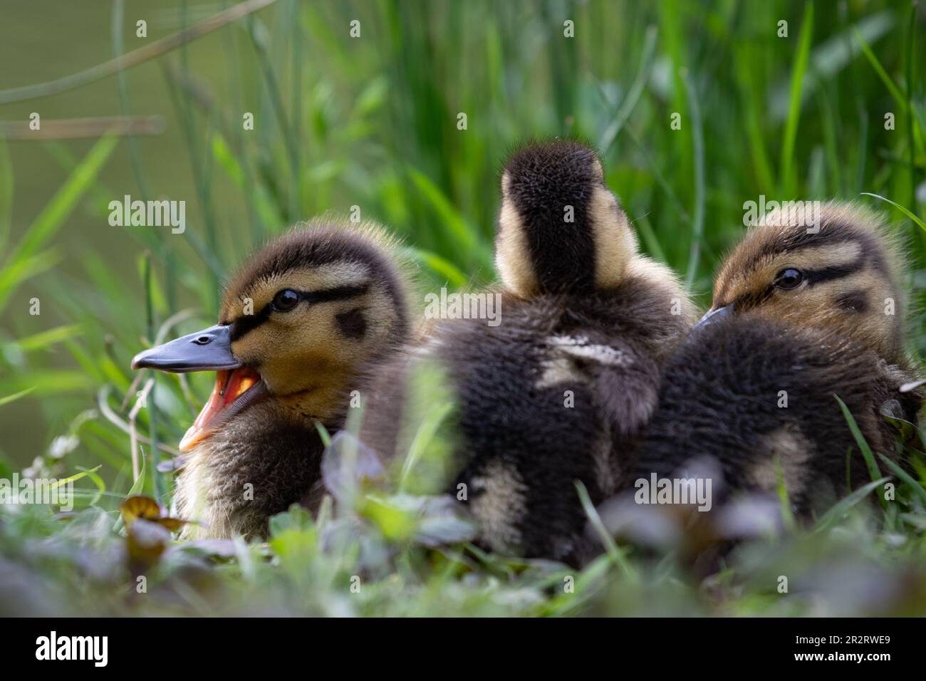 Anatroccoli Foto Stock