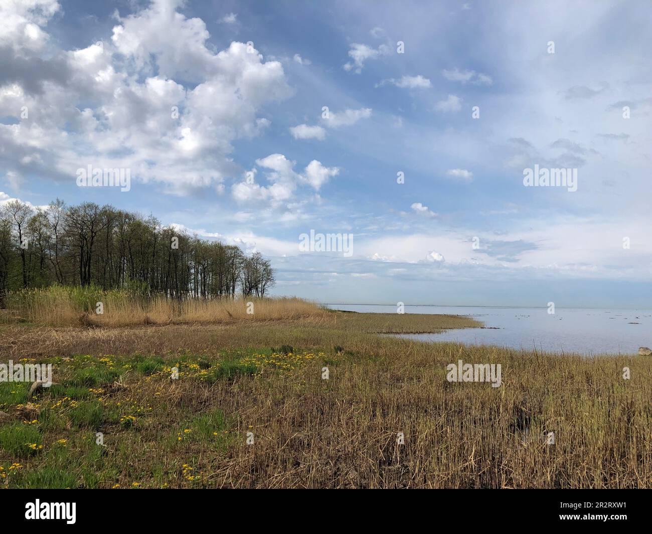 pittoresco paesaggio primaverile, fiori vicino al boschetto del lago, orizzonte, bel cielo nuvoloso Foto Stock
