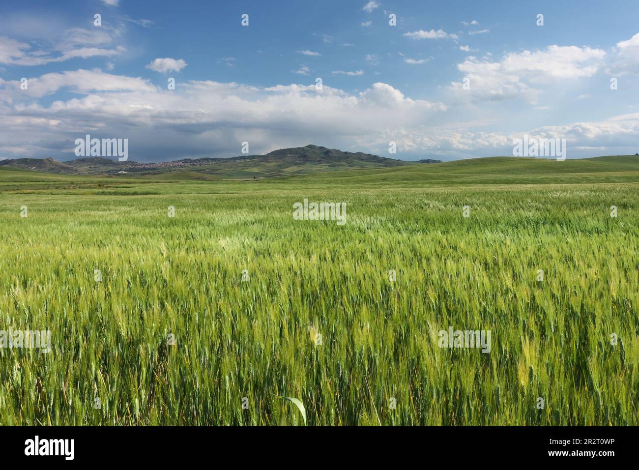 Maturare il campo di grano in primavera in Sicilia, Italia Foto Stock
