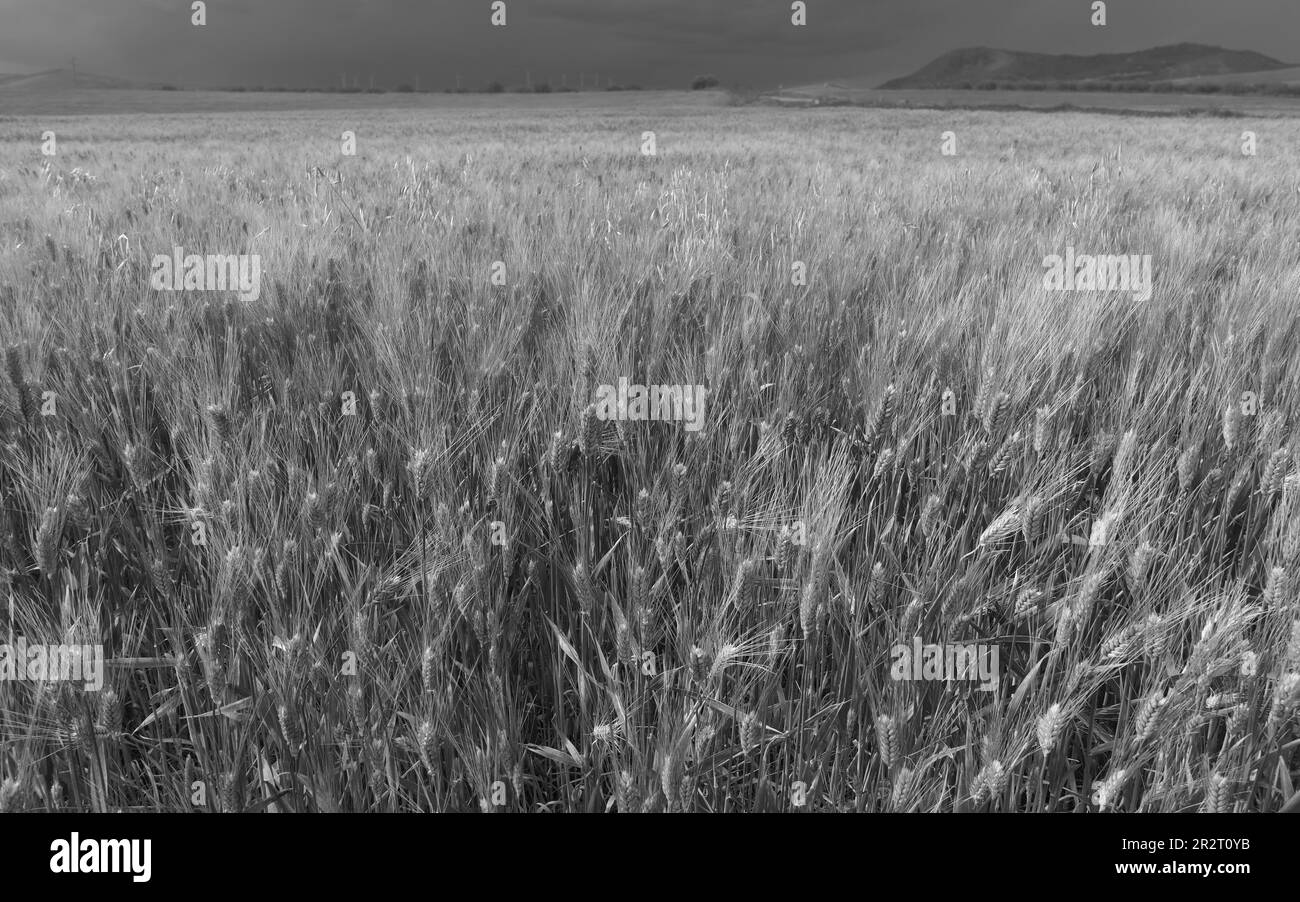 Maturazione del campo di grano in Sicilia (bianco e nero) Foto Stock