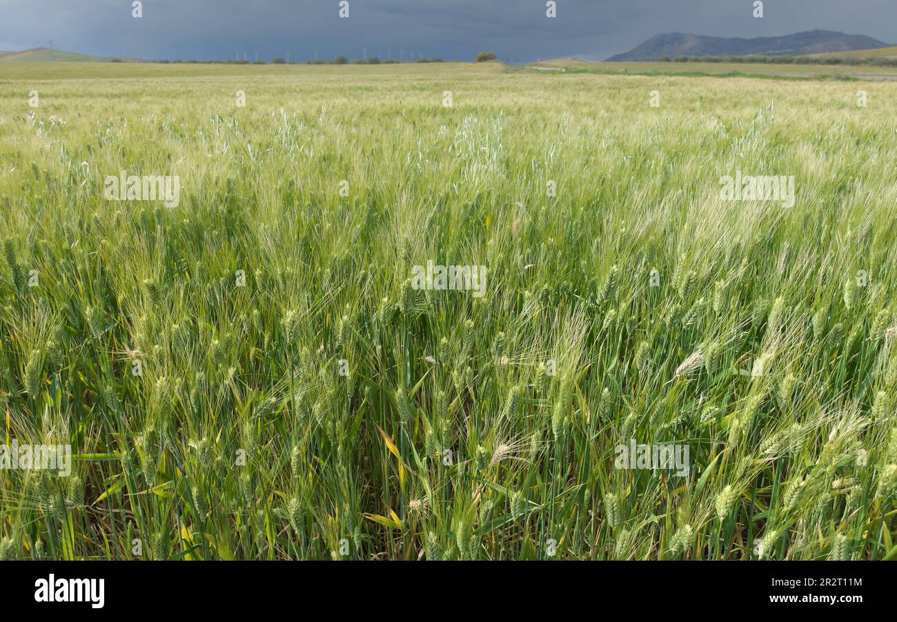 Campo di grano di maturazione in primavera in Sicilia (sfondo sfocato) Foto Stock