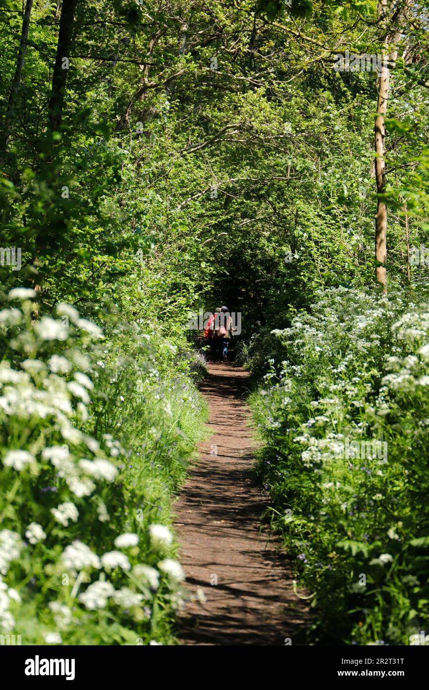 Un vicolo in una foresta in primavera persone a piedi Foto Stock