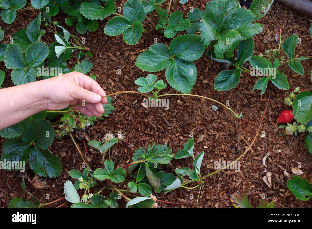 Fragola. Derivazione di una pianta in una mano di un coltivatore. Germogli giovani di un bush di bacca su un letto del giardino. Vegetazione ed allevamento in primavera. Outdoo Foto Stock