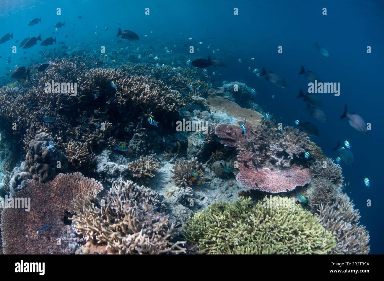 Bordo del reef con dropoff al muro del reef e coralli e pesce indopacifico sergente damselfish, Abubefduf vaigiensis, scuola, isola di Sipadan, Sabah, Malesia Foto Stock