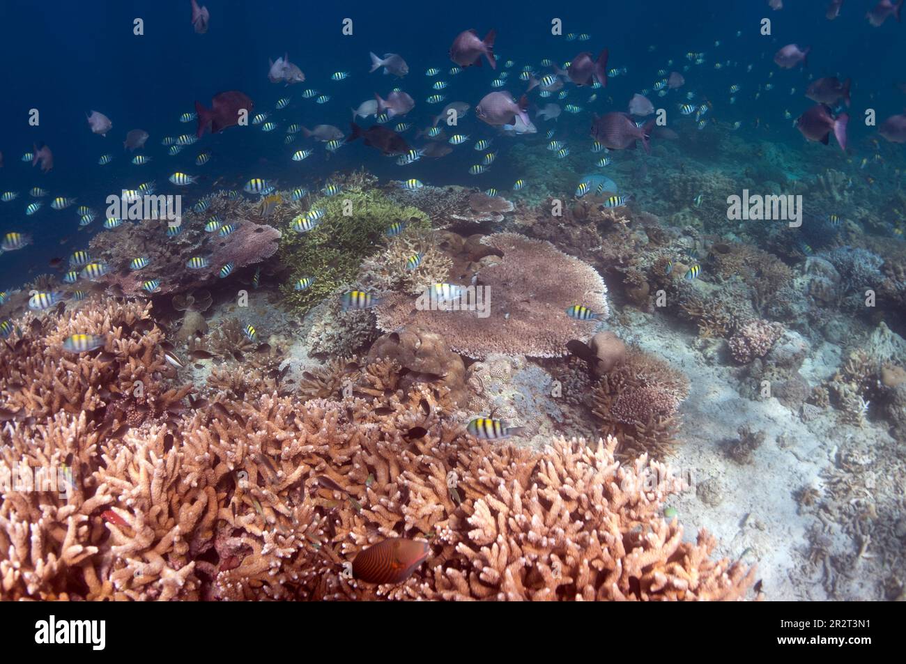 Pesce gatto sergente indo-pacifico, Abubefduf vaigiensis, scuola con coralli duri sul reef, isola di Sipadan, Sabah, Malesia Foto Stock