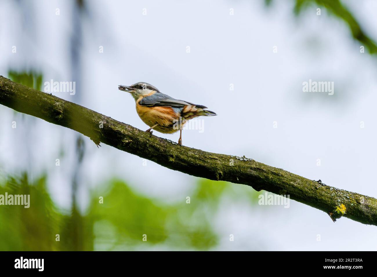 Nuthatch (Sitta europaea) uccello nuthatch eurasiatico eruttante, primo piano foto di uccelli con sfondo sfocato, legno comune e uccello da giardino Foto Stock