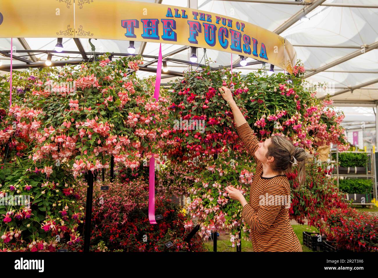 Londra, Regno Unito. 212 maggio, 2023. Costruzione finale al RHS Chelsea Flower Show. Gli espositori hanno messo i ritocchi alle loro esposizioni in vista della Giornata della Stampa e della visita di S.A.R. Re Carlo III e della Regina Camilla domani. La Mostra dei Fiori si svolge dal 22nd maggio al 27th maggio. Credit: Karl Black/Alamy Live News Foto Stock