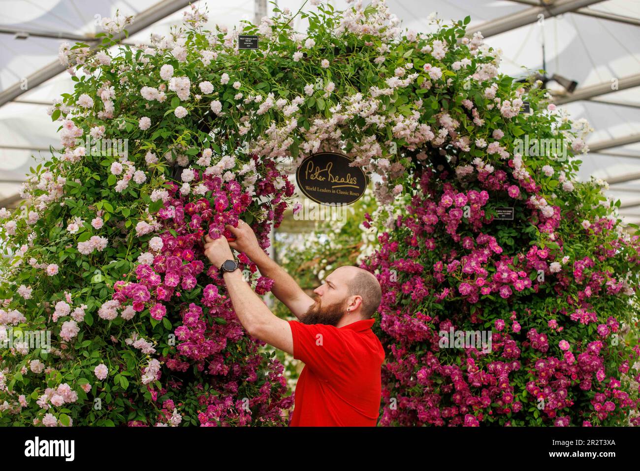 Londra, Regno Unito. 212 maggio, 2023. Costruzione finale al RHS Chelsea Flower Show. Gli espositori hanno messo i ritocchi alle loro esposizioni in vista della Giornata della Stampa e della visita di S.A.R. Re Carlo III e della Regina Camilla domani. La Mostra dei Fiori si svolge dal 22nd maggio al 27th maggio. Credit: Karl Black/Alamy Live News Foto Stock