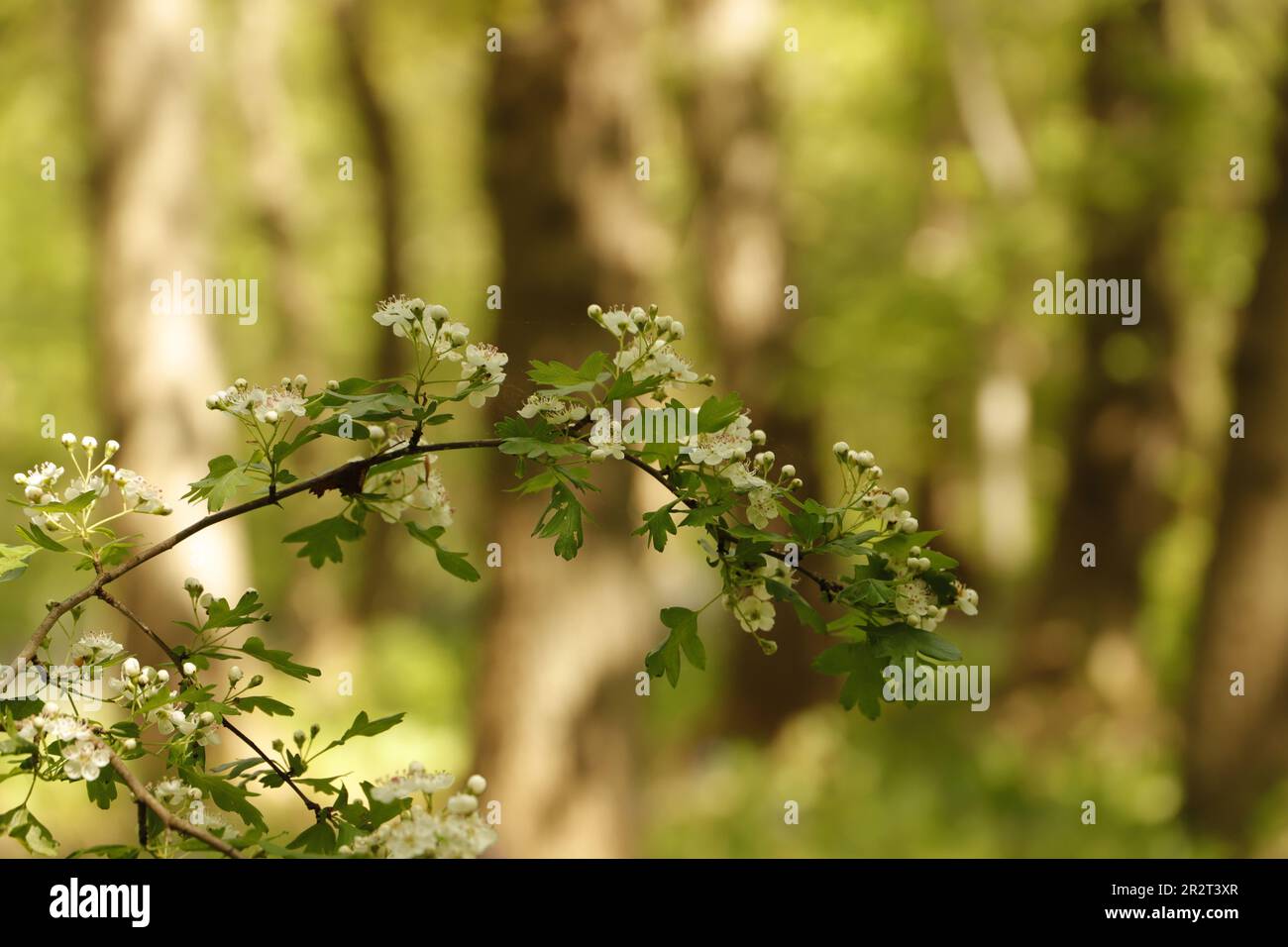 Fiori su un ramo di una biancospino fioritura in maggio in una foresta. Alberi sfocati sullo sfondo Foto Stock