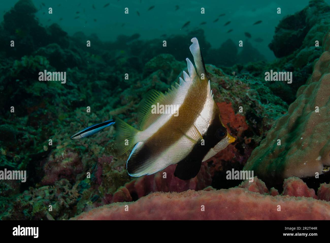 Pennant Bannerfish, Heniochus chrysostomus, essendo pulito da Bluestreak Cleaner Wrasse, Labroides dimidiatus, Barracuda Point Dive site, Sipadan Islan Foto Stock