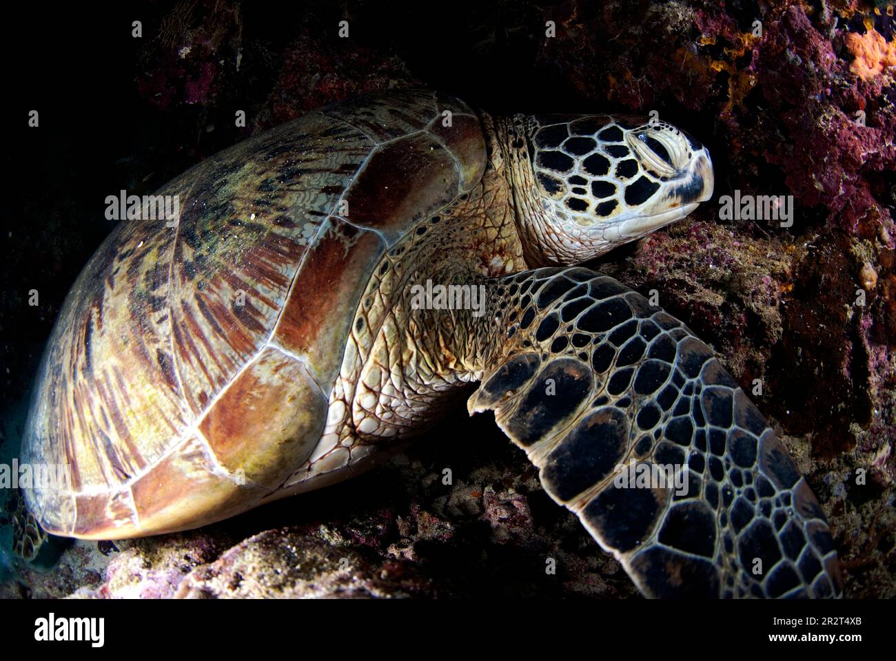 Green Turtle Resoling, Chelonia mydas, Barracuda Point Dive Site, Sipadan Island, Sabah, Malesia Foto Stock