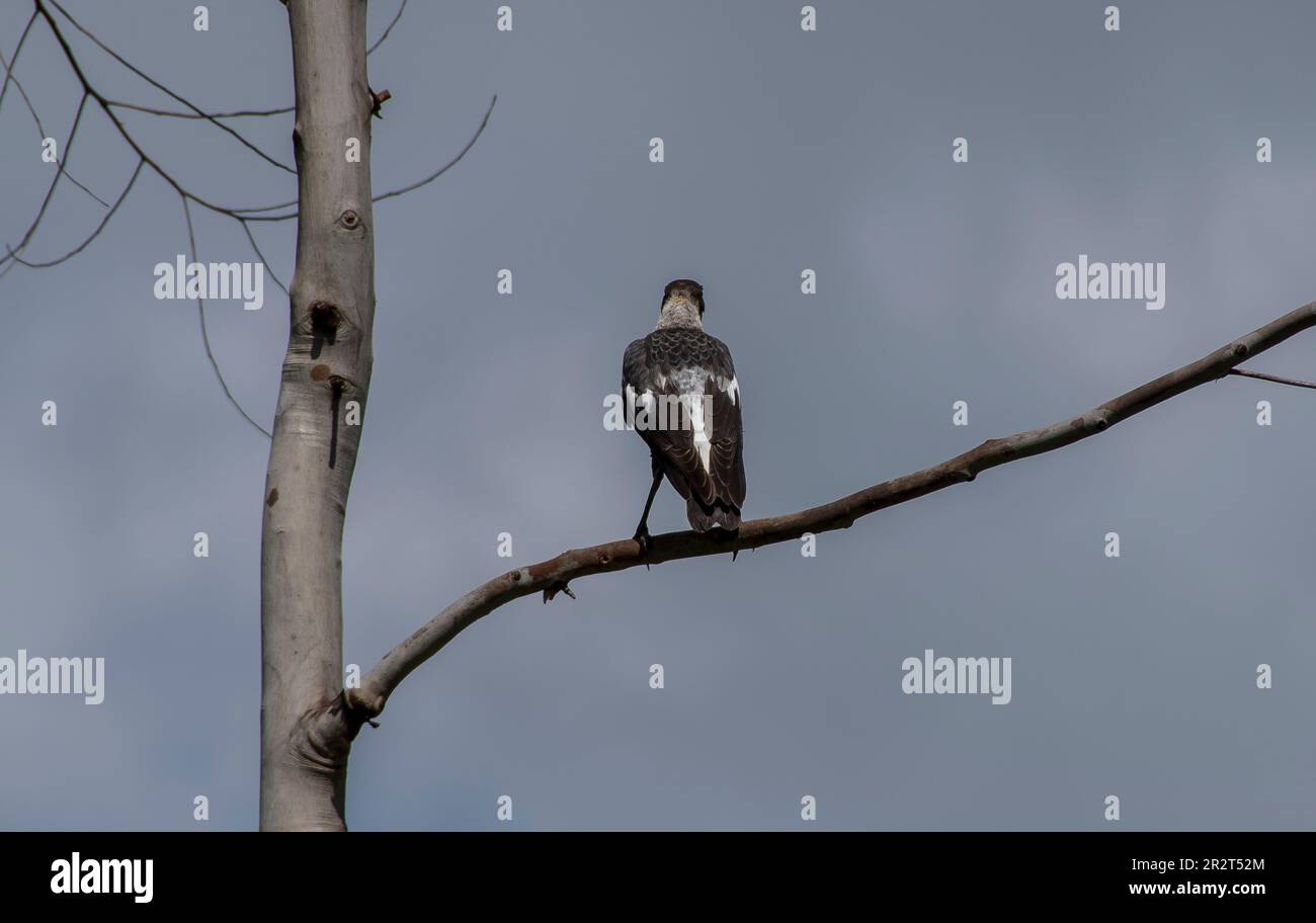 Vista posteriore della giovane, immatura magpie australiana, cracticus tibicen, arroccato su un ramo morto, contro un cielo grigio. Estate nel Queensland. Foto Stock