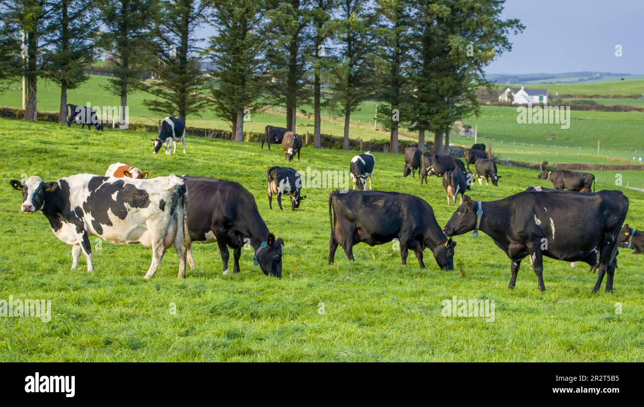 Una mandria di mucche pascolano su un prato verde di un campo agricolo in Irlanda. Animali al pascolo libero, fattoria biologica. Mandria di mucche che pascolano su un prato verde i Foto Stock