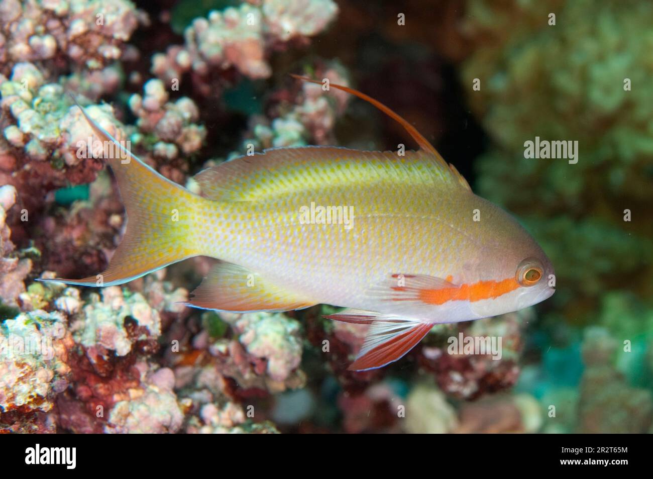 Threadfin Anthias, Pseudanthias huchti, Sipadan Island, Sabah, Malesia Foto Stock