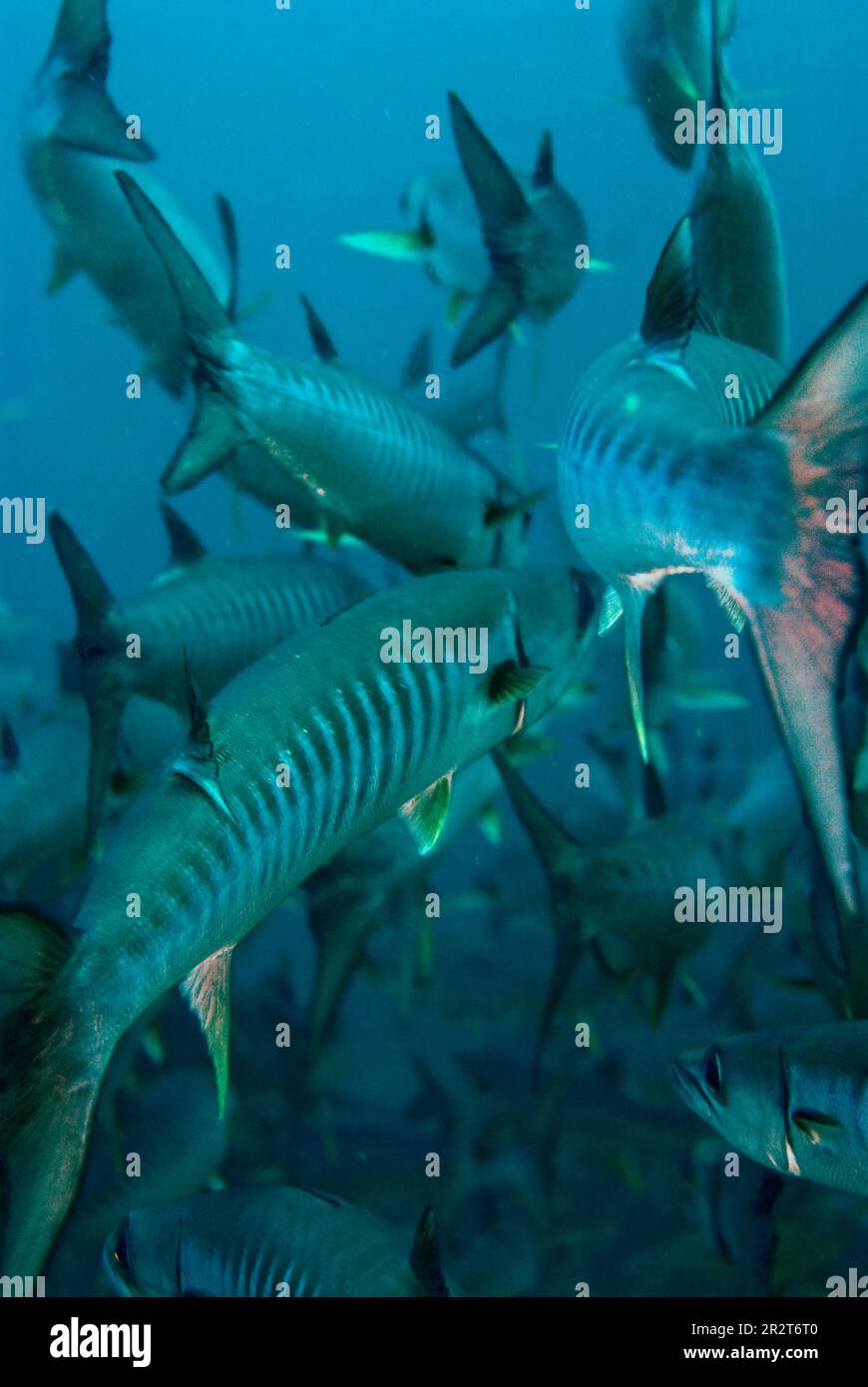 Vista posteriore delle code della scuola di Blackfin Barracuda scuola, Sphyraena qenie, Barracuda punto di immersione sito, Sipadan Isola, Sabah, Malesia Foto Stock