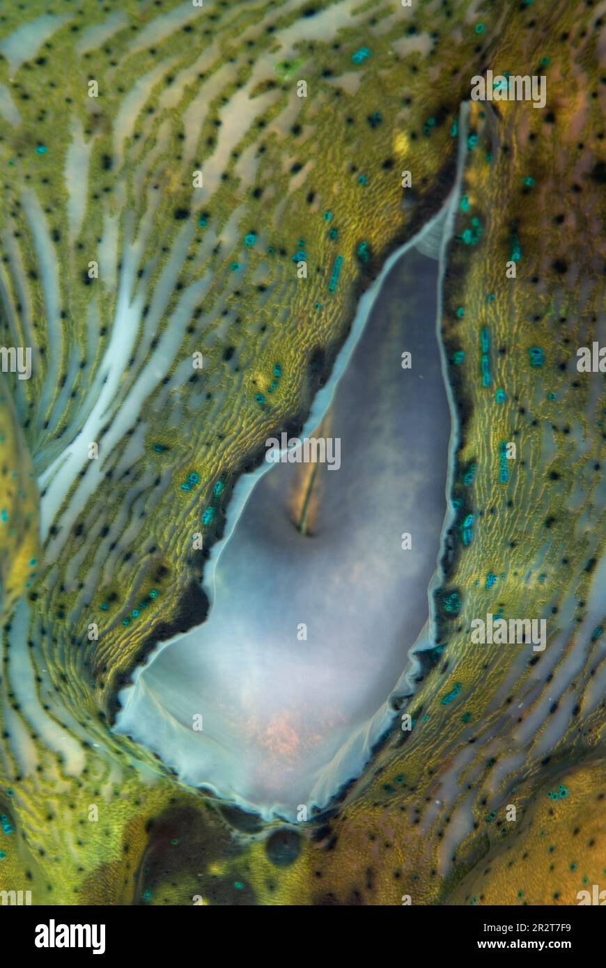Fluted Giant Clam, Tridacna squamosa, sifone incurrent, Sipadan Island, Sabah, Malesia Foto Stock