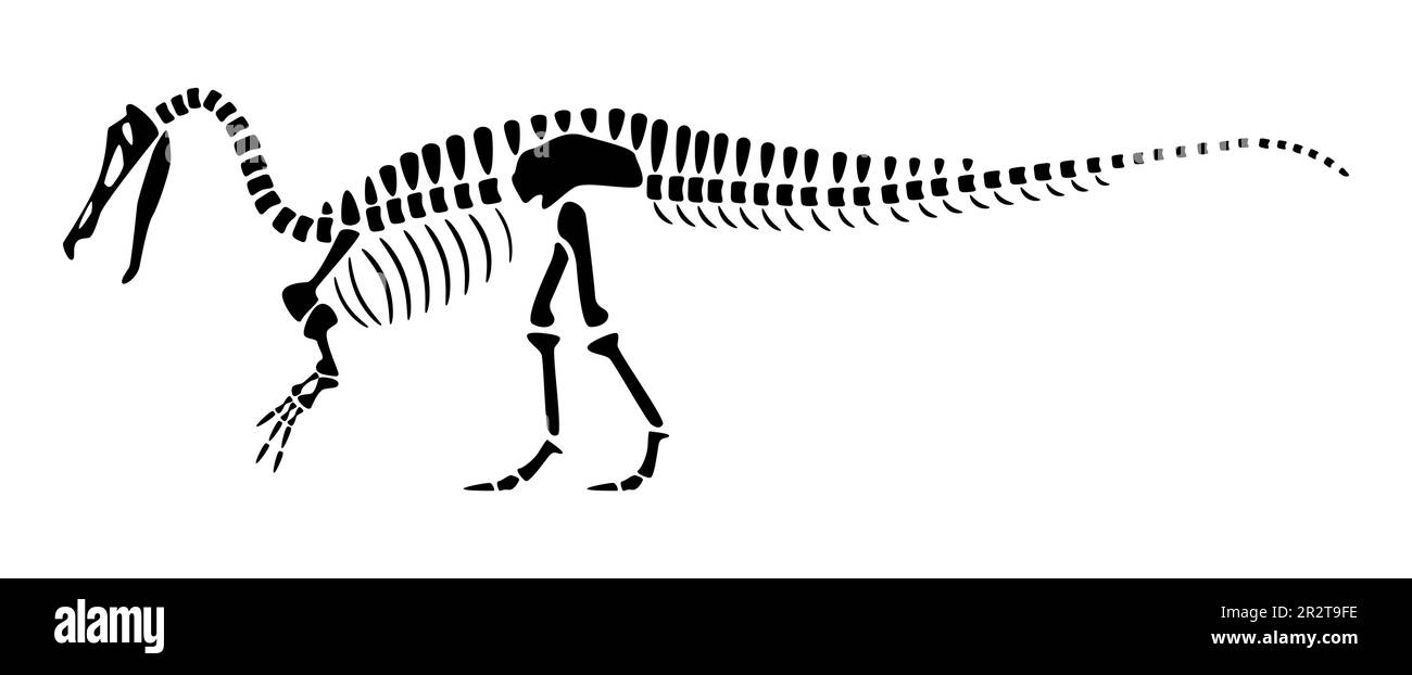 Scheletro di Suchomimus . Silhouette dinosauri . Vista laterale . Vettore . Illustrazione Vettoriale