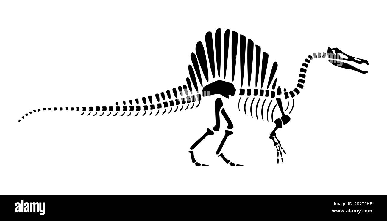 Scheletro dello Spinosauro . Silhouette dinosauri . Vista laterale . Vettore . Illustrazione Vettoriale