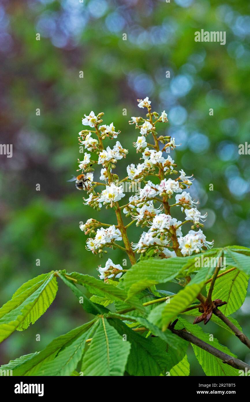 Fiori di castagno (Aesculus hippocastanum), api comuni, (Bombus pascuorum), Undeloh, Lueneburg Heath, Bassa Sassonia, Germania Foto Stock