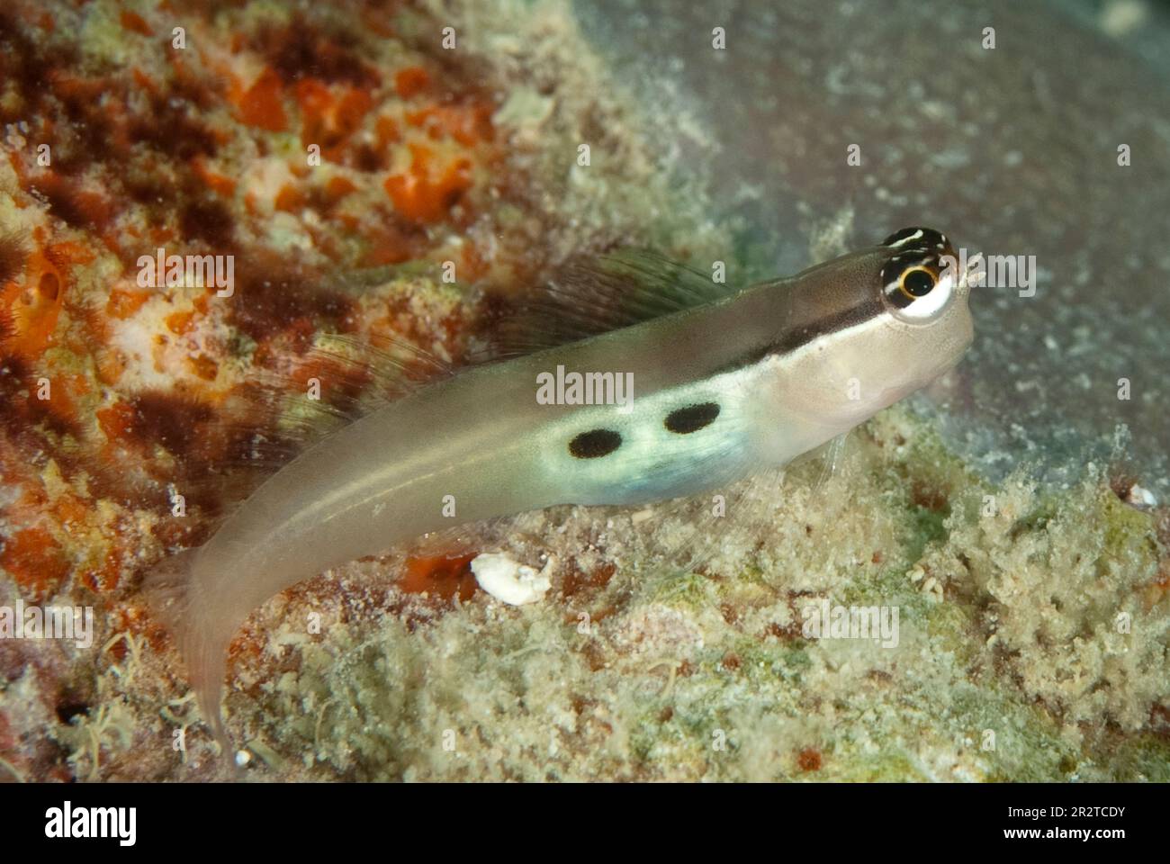 Twinspot Blenny, Ecsenius bimaculatus, Isola di Kapalai, Isola di Sipadan, Sabah, Malesia Foto Stock