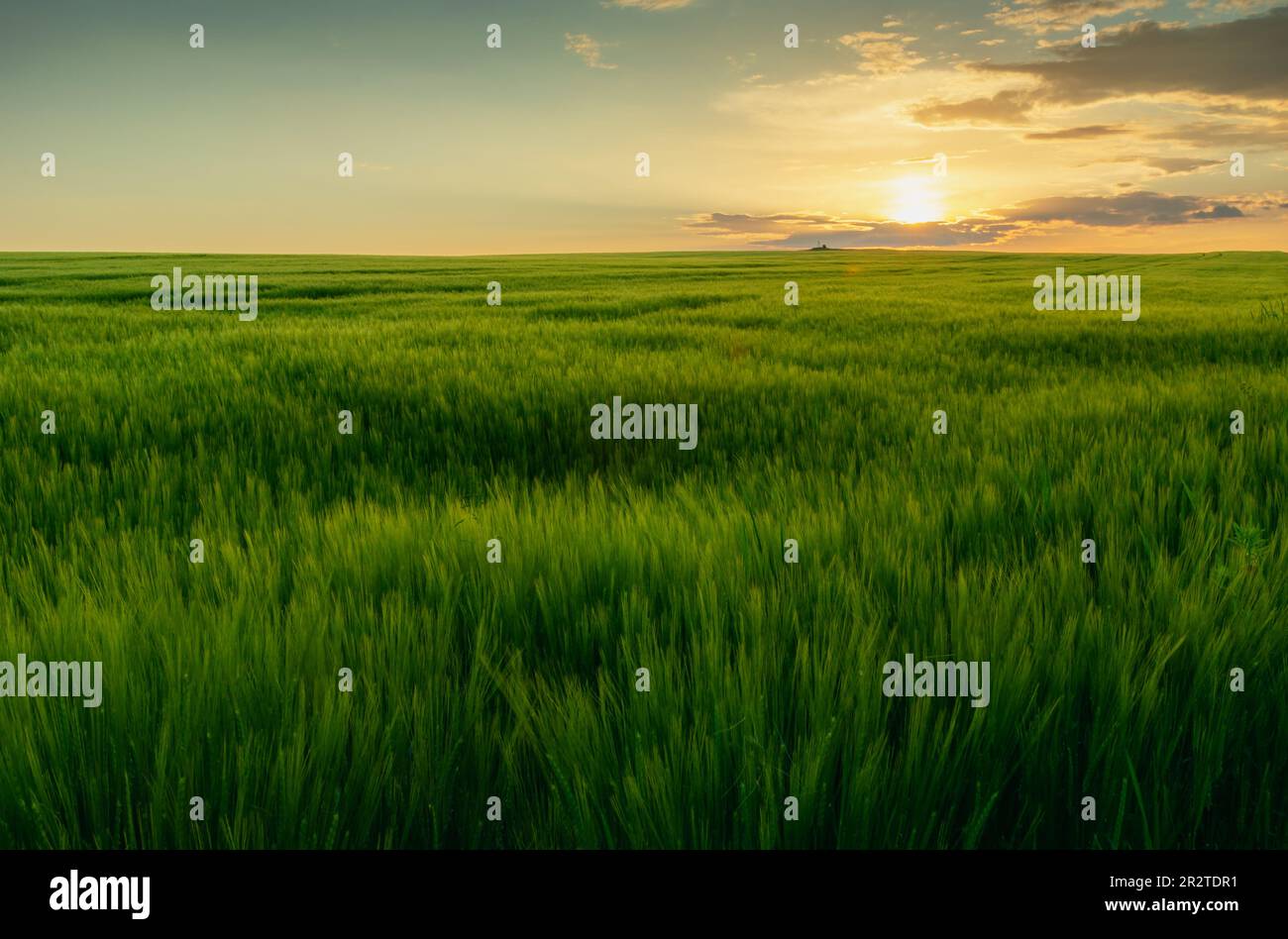 Tramonto su un grande campo di orzo verde, Staw, Polonia Foto Stock