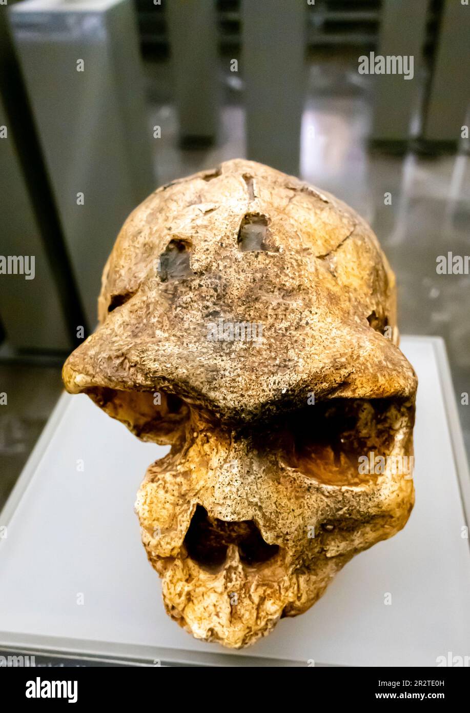 Homo heidelbergensis cranio - Homo heidelbergensis Cranium - Bodo 1 - 600 000 anni - Middle Awash Etiopia Foto Stock