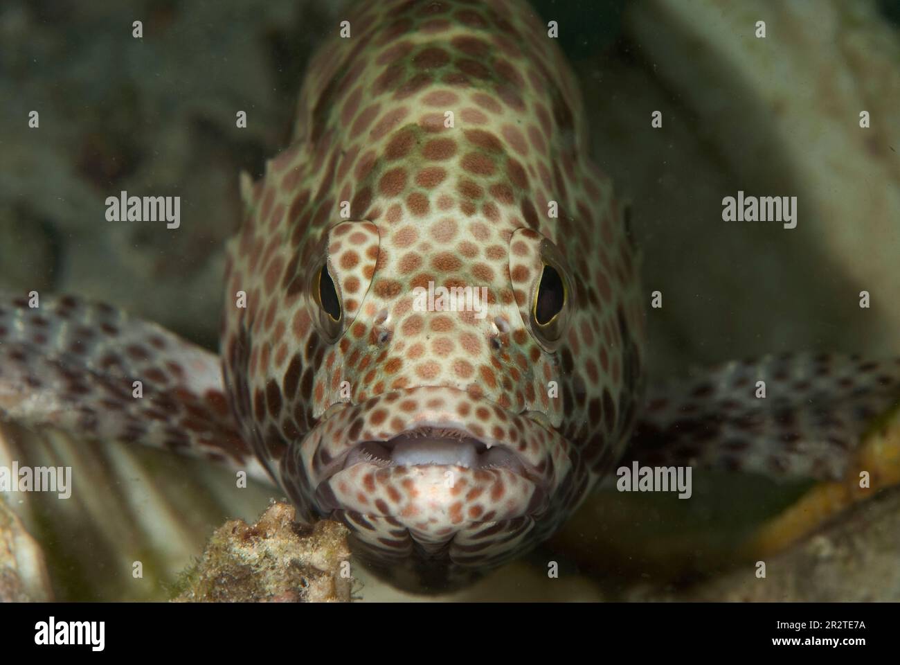 Honeycomb Grouper, Epinephelus serra, Paradise II dive site, Sipadan Water Village House Reef, Mabul Island, vicino a Sipadan Island, Sabah, Malesia Foto Stock