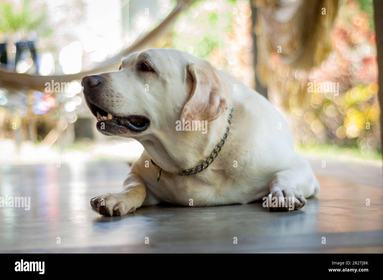 Ritratto di labrador sdraiato sul pavimento. Cane obeso. Foto Stock