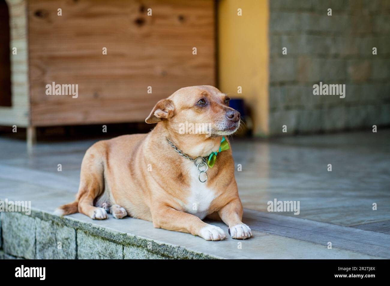Ritratto di cane di razza mista. Foto Stock