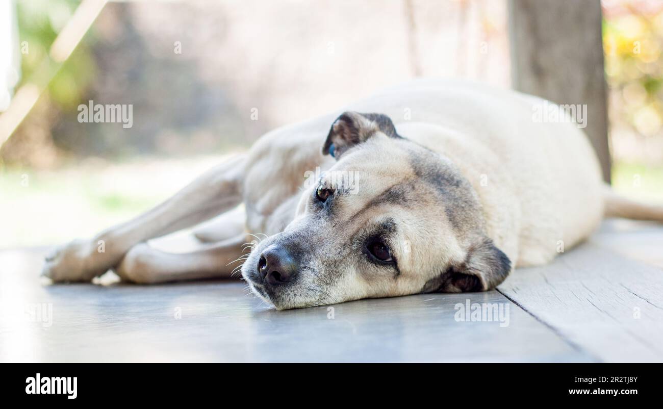 Ritratto di cane di razza mista. Foto Stock