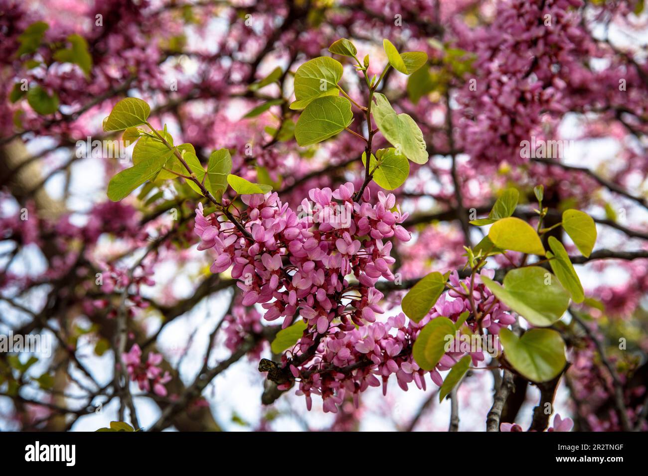 Albero di Giuda fiorito (Cercis siliquastrum) nel Parco del Reno nel distretto Deutz, area ricreativa locale, Colonia, Germania. Bluehender Judasbaum (C. Foto Stock