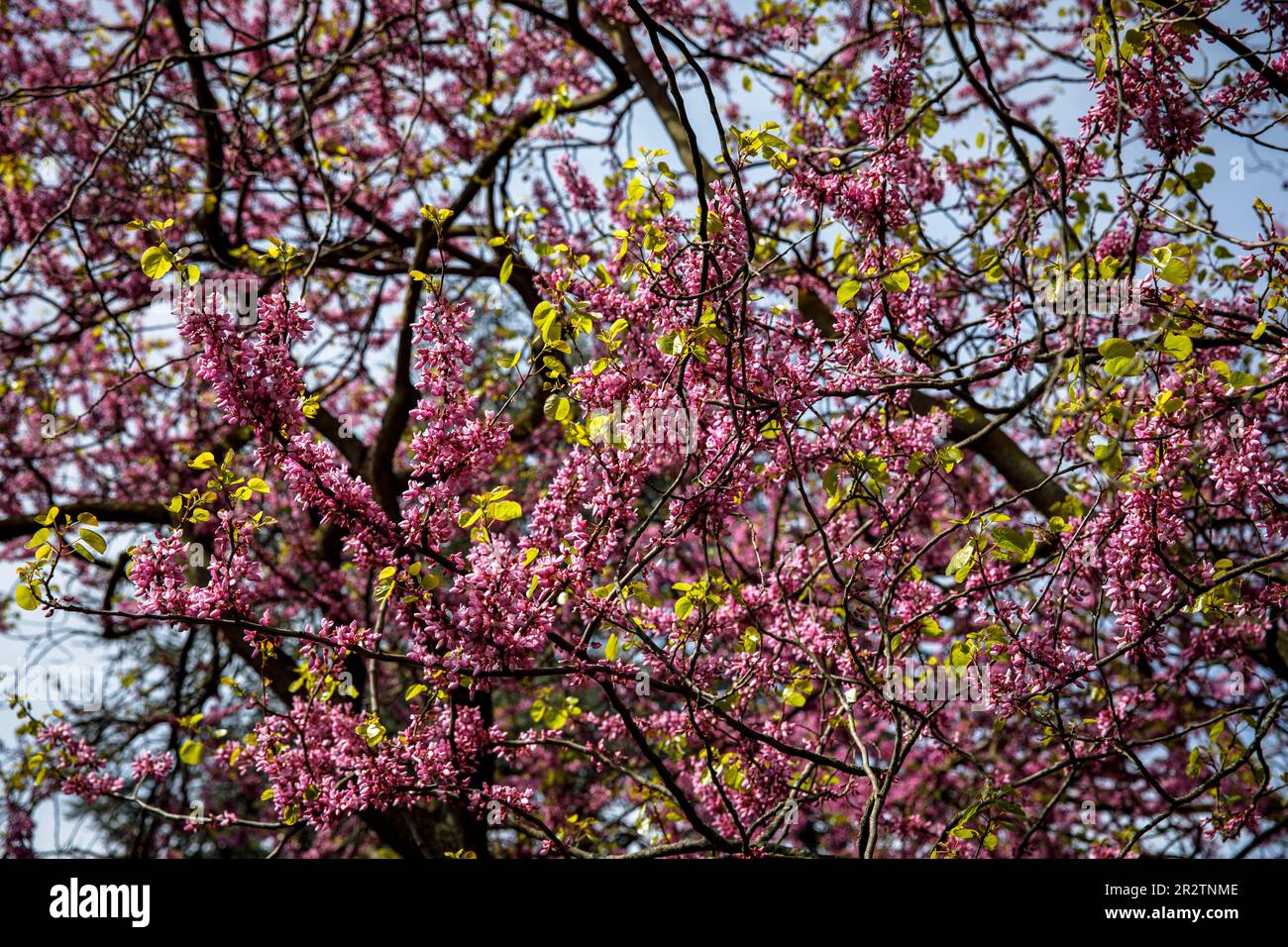 Albero di Giuda fiorito (Cercis siliquastrum) nel Parco del Reno nel distretto Deutz, area ricreativa locale, Colonia, Germania. Bluehender Judasbaum (C. Foto Stock