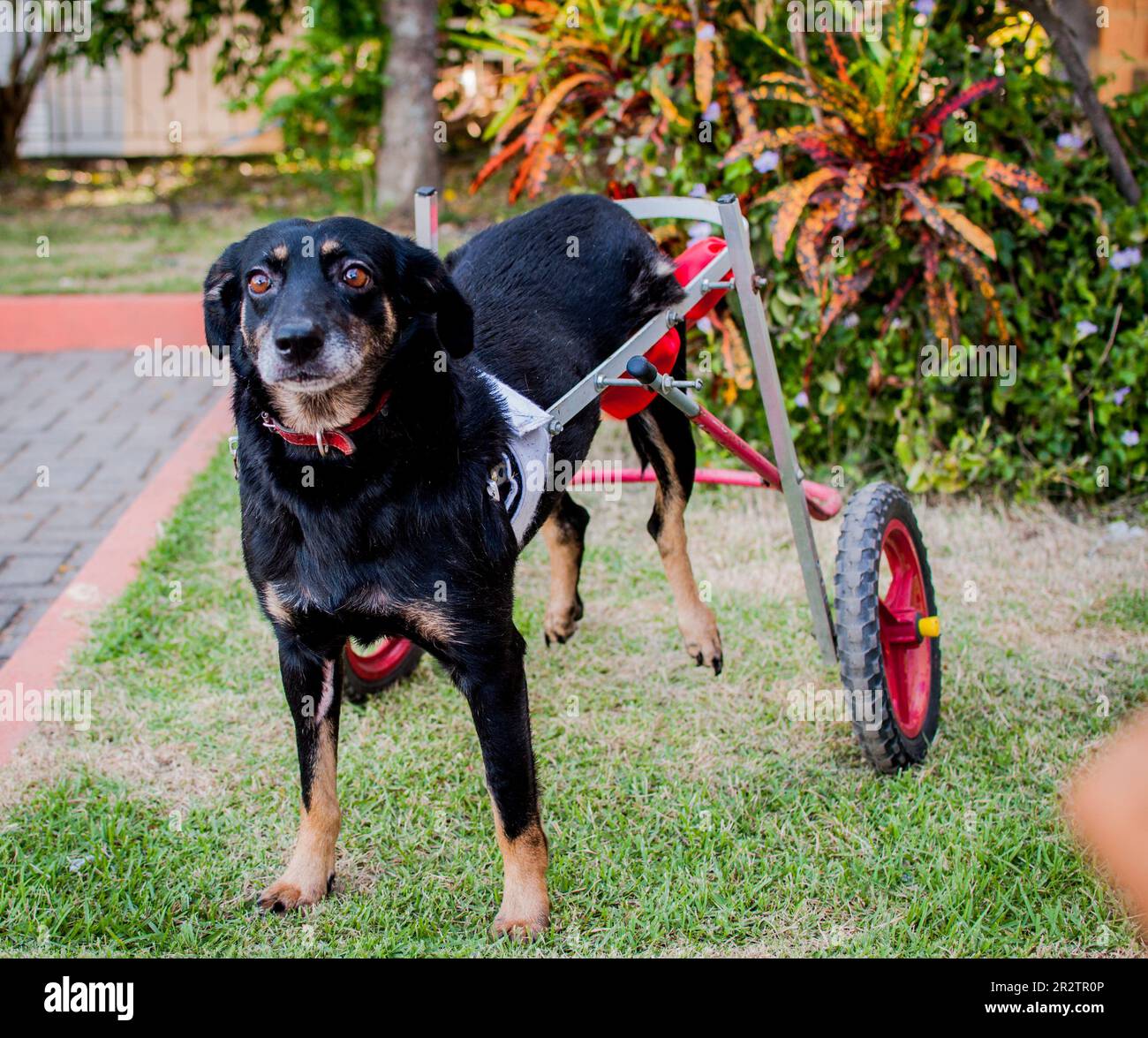 cane nero disabile con sedia a rotelle Foto Stock