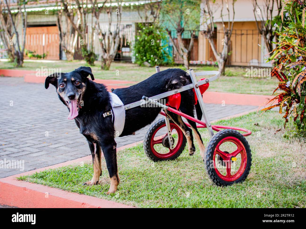 cane nero disabile con sedia a rotelle Foto Stock