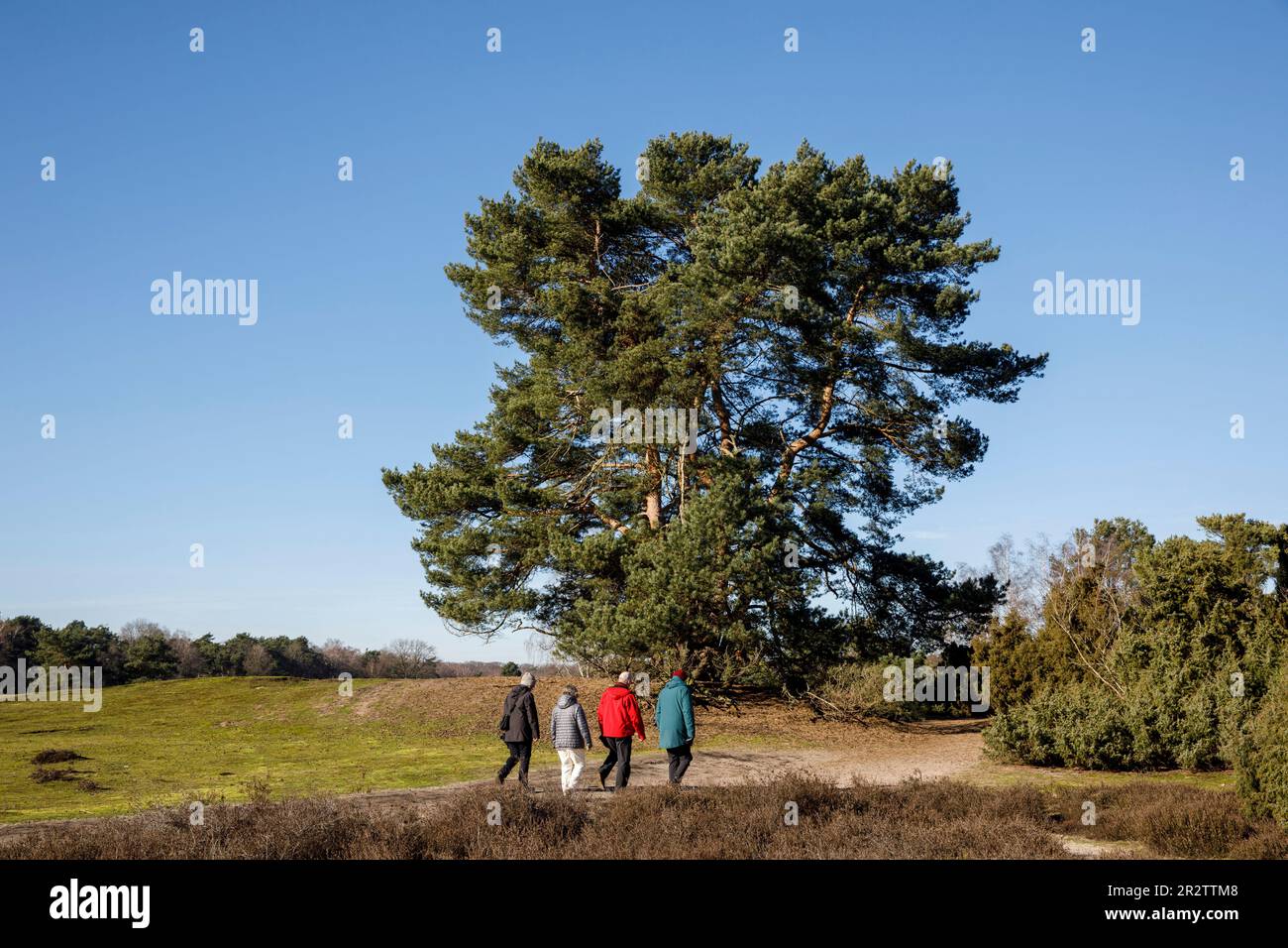 Vecchio pino nella brughiera di Westruper, Haltern am See, Renania settentrionale-Vestfalia, Germania. alte Kiefer in der Westruper Heide, Haltern am See, Nordrhein-W. Foto Stock