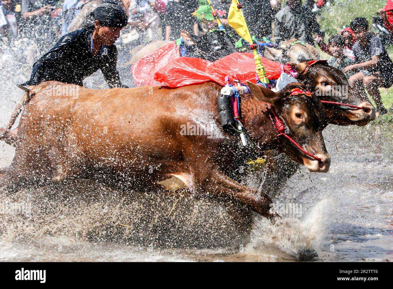 Probolinggo, Indonesia. 21st maggio, 2023. Un uomo sputa i suoi tori durante Karapan Sapi Brujul, un tradizionale evento di corse di tori, a Probolinggo, Indonesia, il 21 maggio 2023. Credit: Notizie dal vivo su Sahlan Kurniawan/Xinhua/Alamy Foto Stock