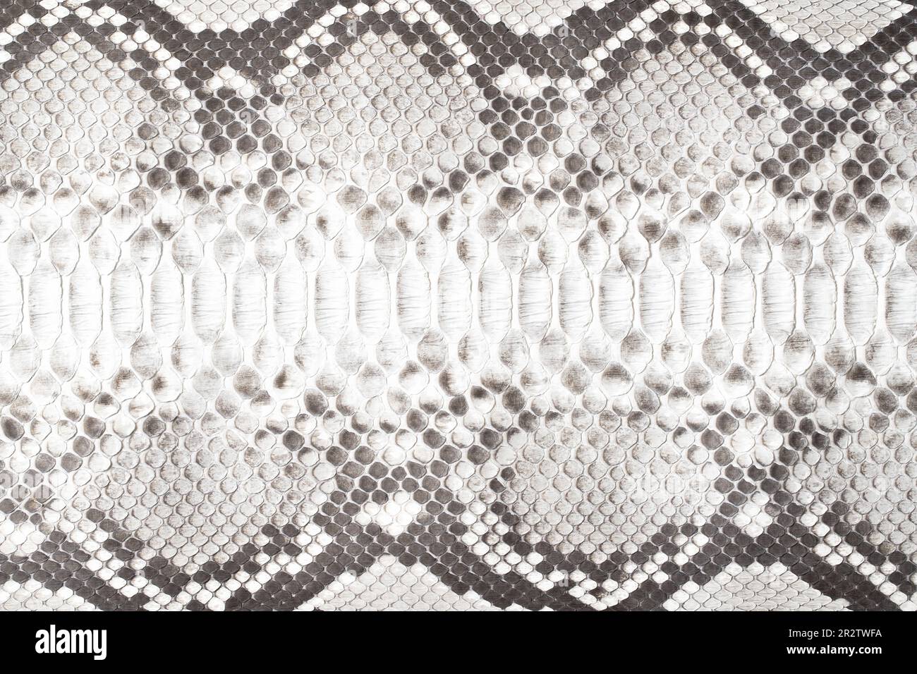 texture pelle serpente bianco e nero, fondo pelle rettile naturale Foto Stock