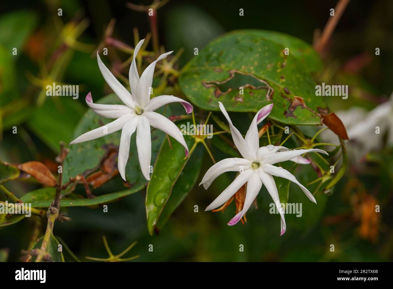 Jasmine fiori su cespuglio, gelsomino comune, piante. Foto Stock