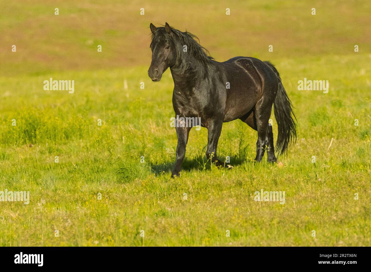 Stallone Wild Mustang di colore scuro nel deserto Smoke Creek della contea di Lassen, California USA. Foto Stock