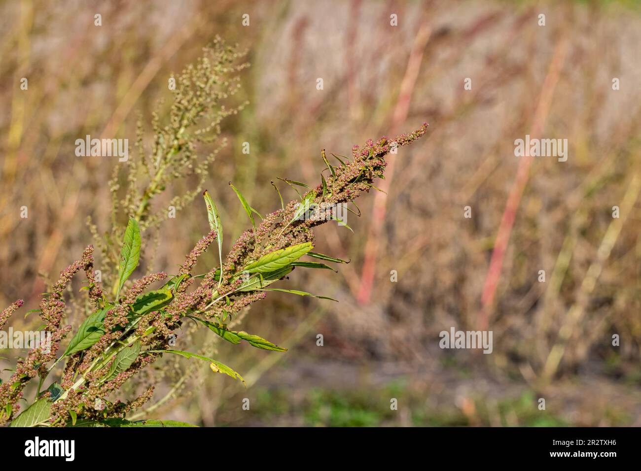Erbacce di Waterhemp che crescono in campo di soia. Controllo delle erbacce, gestione e concetto di resistenza agli erbicidi. Foto Stock