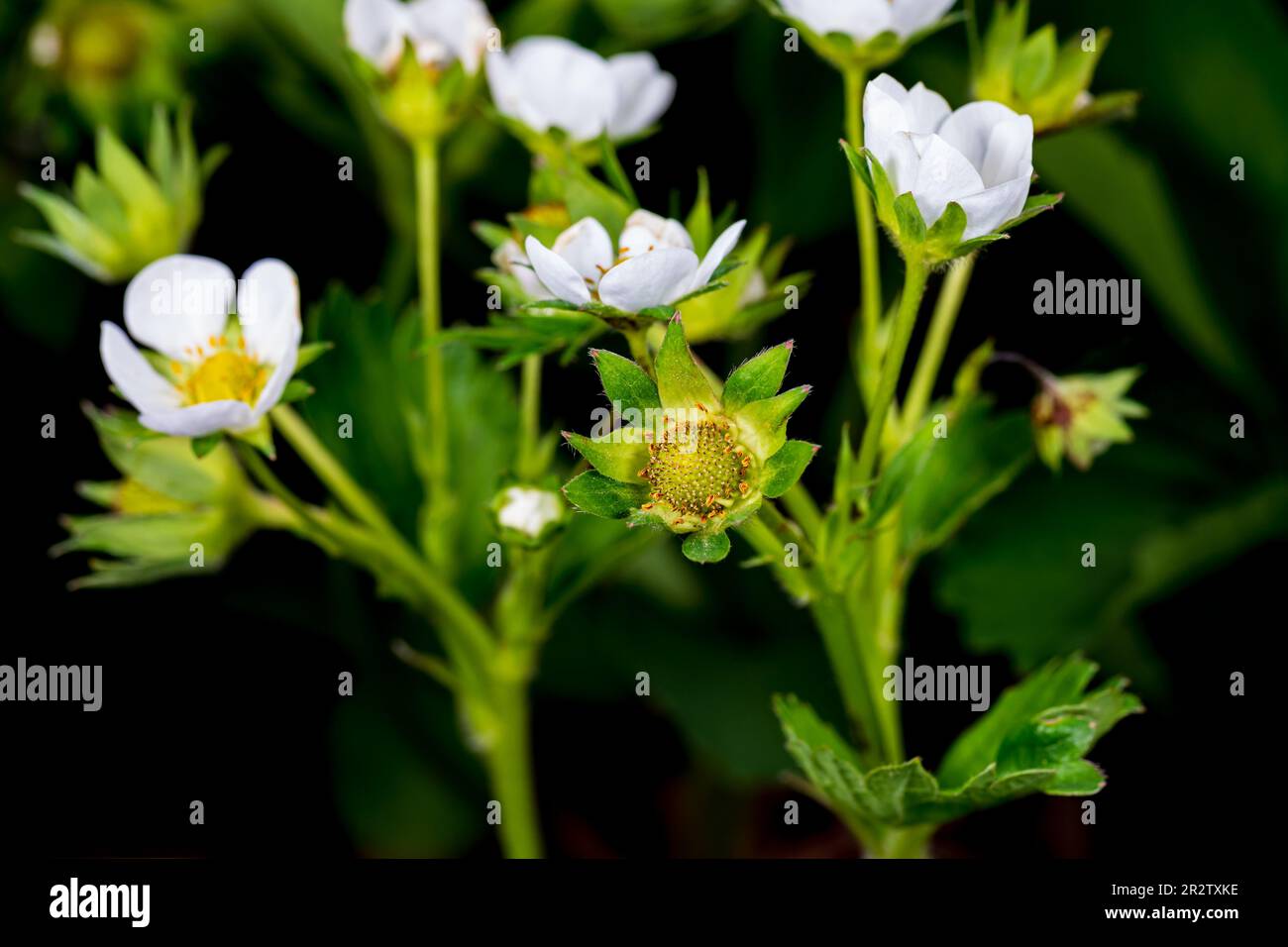 Fiori di piante di fragola e frutta che crescono in giardino. Concetto di giardinaggio, orticoltura e agricoltura Foto Stock