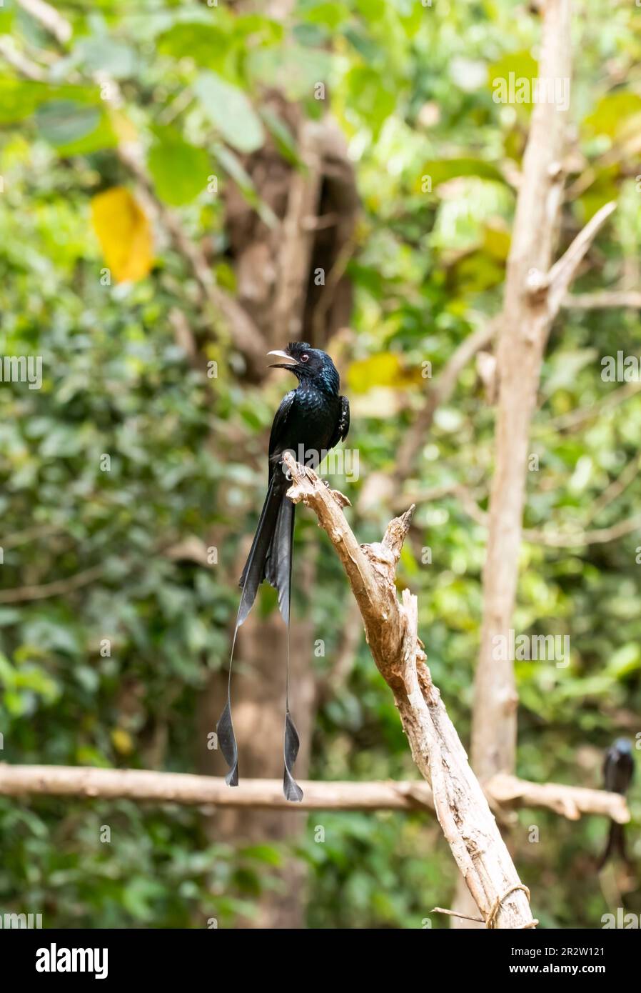Un drongo a coda di razzo arroccato su una cima dell'albero alla periferia di Thattekad, Kerala Foto Stock