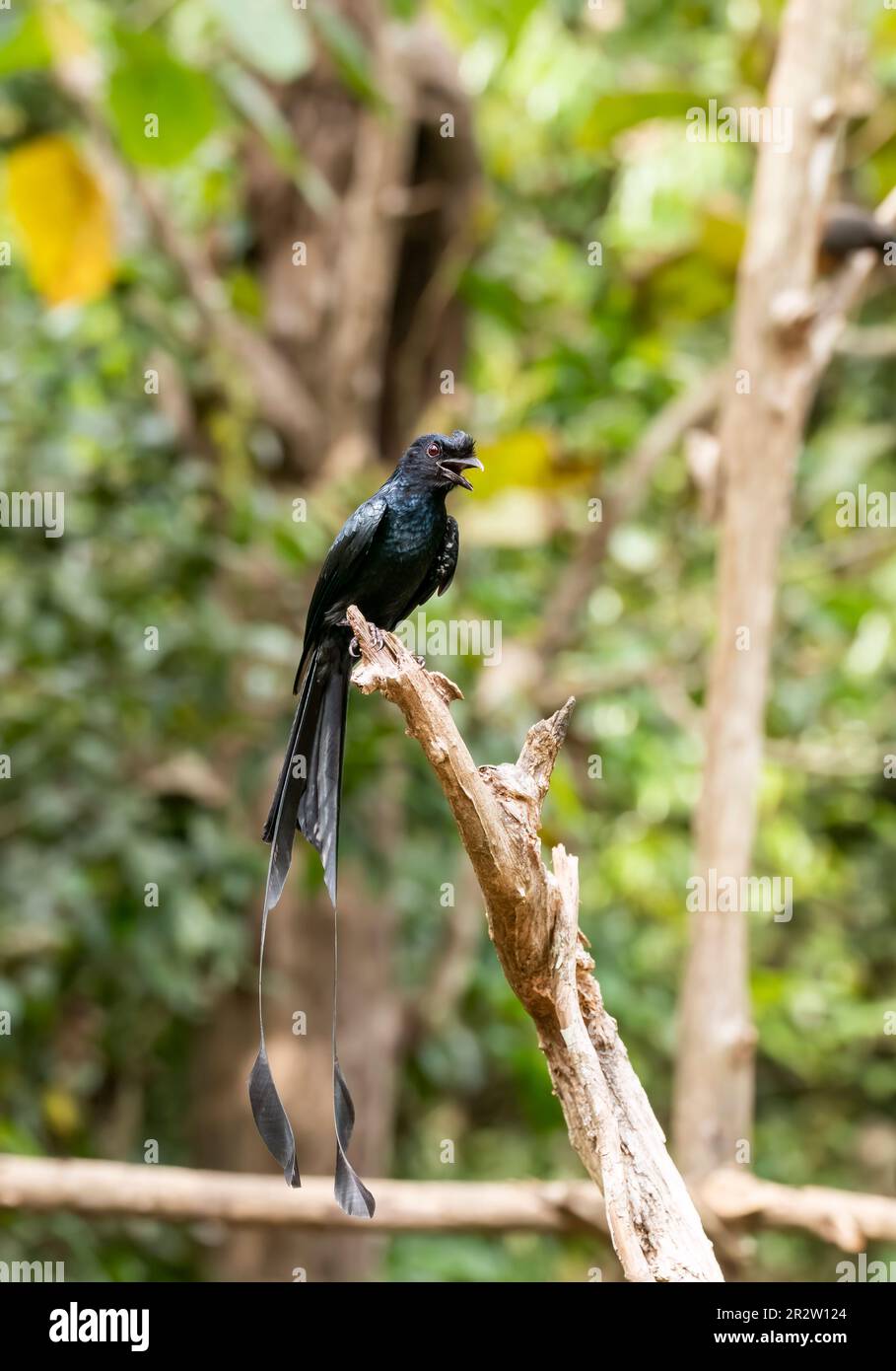 Un drongo a coda di razzo arroccato su una cima dell'albero alla periferia di Thattekad, Kerala Foto Stock