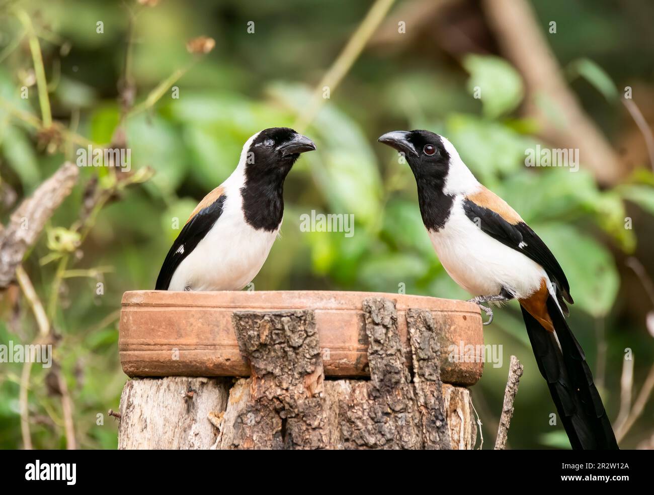 Un paio di treepie con abbellimenti bianchi appollaiati su un ramo di albero alla periferia di Thattekad, Kerala Foto Stock