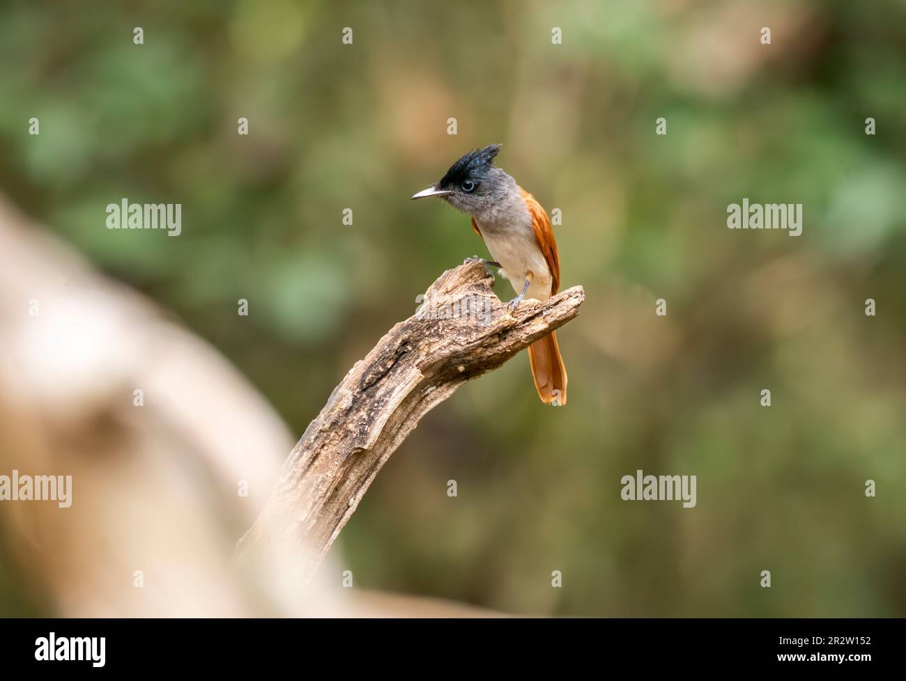 Un uccello femmina del paradiso asiatico è arroccato su un ramo di alberi alla periferia di Thattekad, Kerala Foto Stock