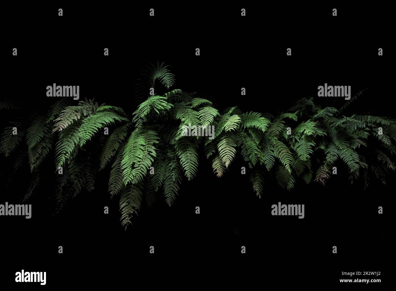 Ritratto della natura pianta minimalista con sfondo nero verde lussureggiante Foto Stock