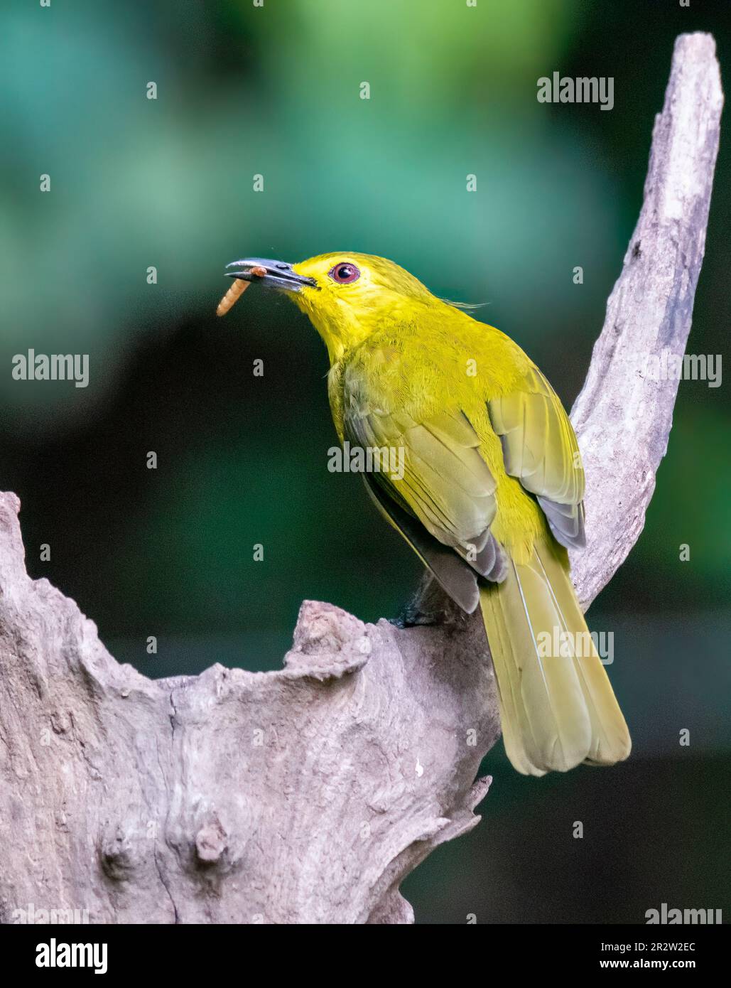 Un bulbul dal sopracciglio giallo arroccato su un piccolo ramo nelle profonde giungle alla periferia di Thattekad, Kerala Foto Stock