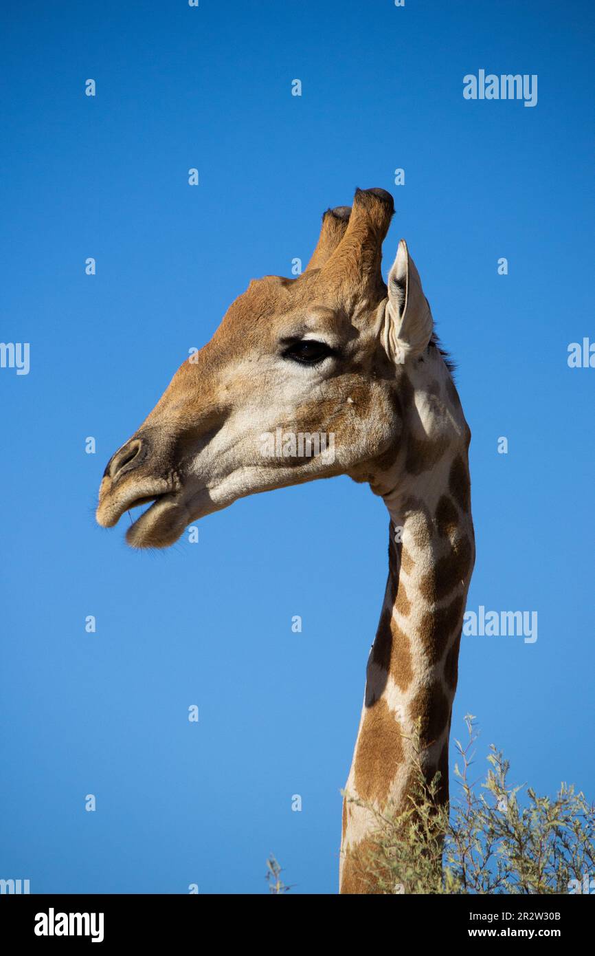 Sideways Glance, una Giraffa del Sud Foto Stock